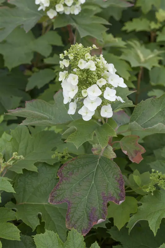 hydrangea quercifolia (80-100 cm) - afbeelding 5
