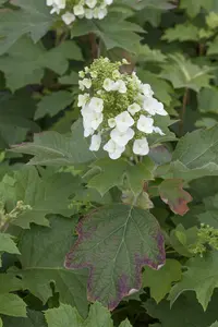 hydrangea quercifolia (80-100 cm) - afbeelding 5