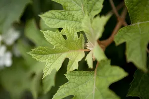 hydrangea quercifolia (80-100 cm) - afbeelding 5