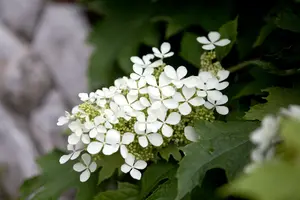 hydrangea quercifolia (80-100 cm) - afbeelding 2