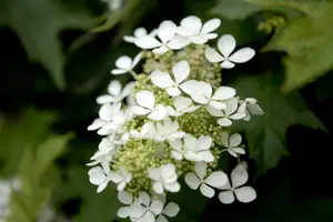 hydrangea quercifolia (80-100 cm) - afbeelding 3