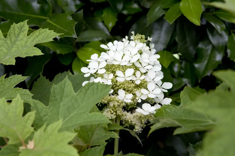 hydrangea quercifolia (80-100 cm) - afbeelding 4