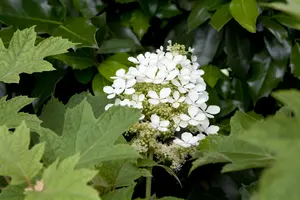 hydrangea quercifolia (80-100 cm) - afbeelding 4