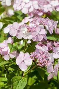 Hydrangea serr. 'Magic Pillow'® 25- 30   C - afbeelding 2