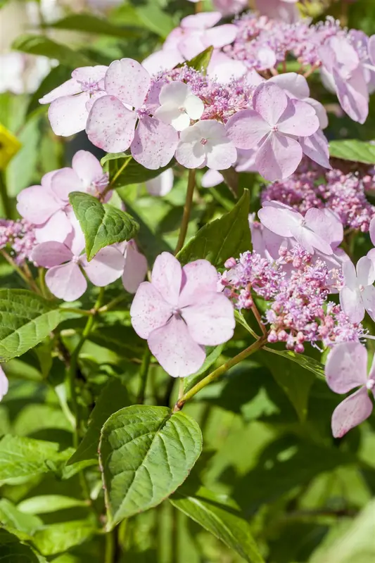 Hydrangea serr. 'Magic Pillow'® 25- 30   C - afbeelding 3