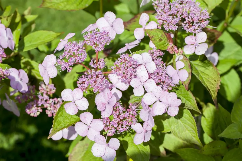 Hydrangea serr. 'Magic Pillow'® 25- 30   C - afbeelding 1