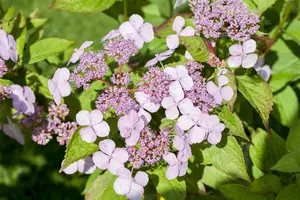 Hydrangea serr. 'Magic Pillow'® 25- 30   C - afbeelding 1