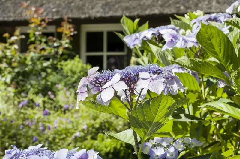 Hydrangea serr. 'Magic Pillow'® 25- 30   C - afbeelding 4