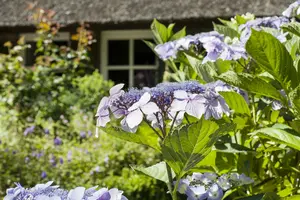 Hydrangea serr. 'Magic Pillow'® 25- 30   C - afbeelding 4