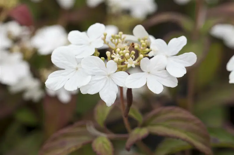 Hydrangea serr. 'Magic Pillow'® 25- 30   C - afbeelding 5