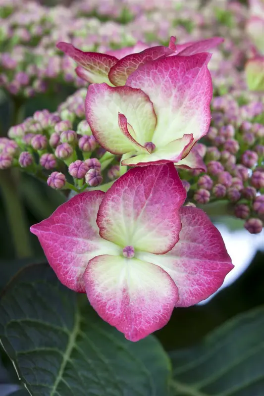 Hydrangea - afbeelding 1