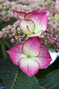 Hydrangea - afbeelding 5
