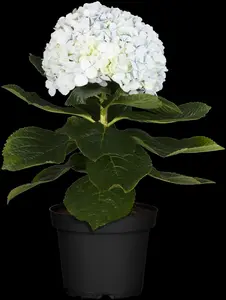 Hydrangea - afbeelding 4