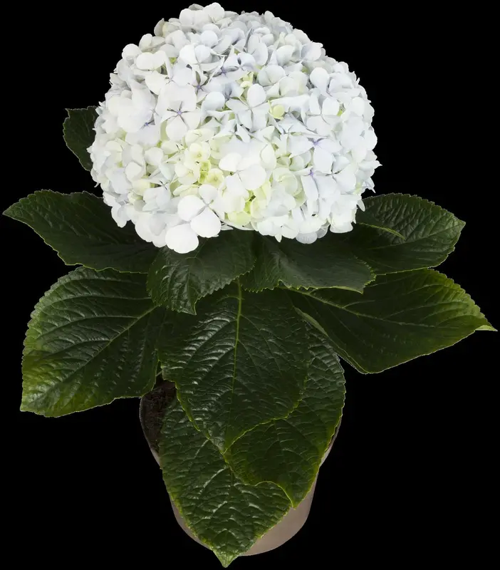 Hydrangea - afbeelding 5