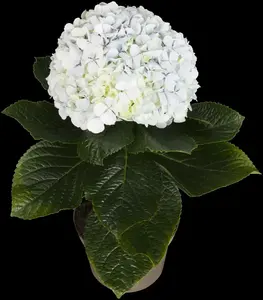 Hydrangea - afbeelding 5