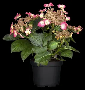 Hydrangea - afbeelding 3