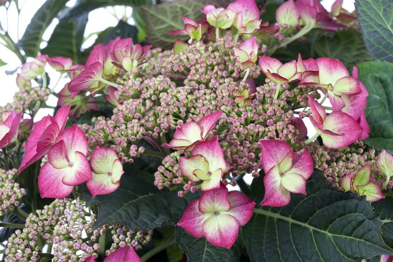 Hydrangea - afbeelding 2
