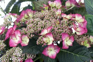 Hydrangea - afbeelding 2