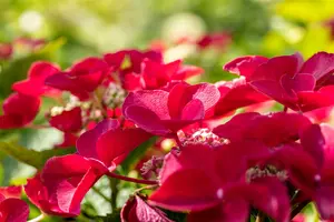 Teller Red