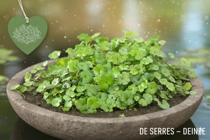 Hydrocotyle vulgaris 'Nova Zealandiae'