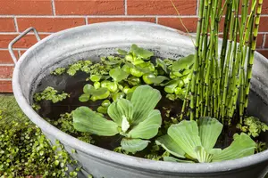 equisetum hyemale P9 - afbeelding 4