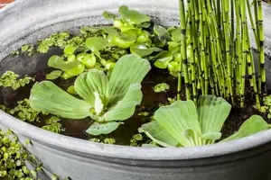 equisetum hyemale P9 - afbeelding 5