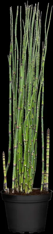 equisetum hyemale P9 - afbeelding 1