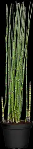 equisetum hyemale P9 - afbeelding 5
