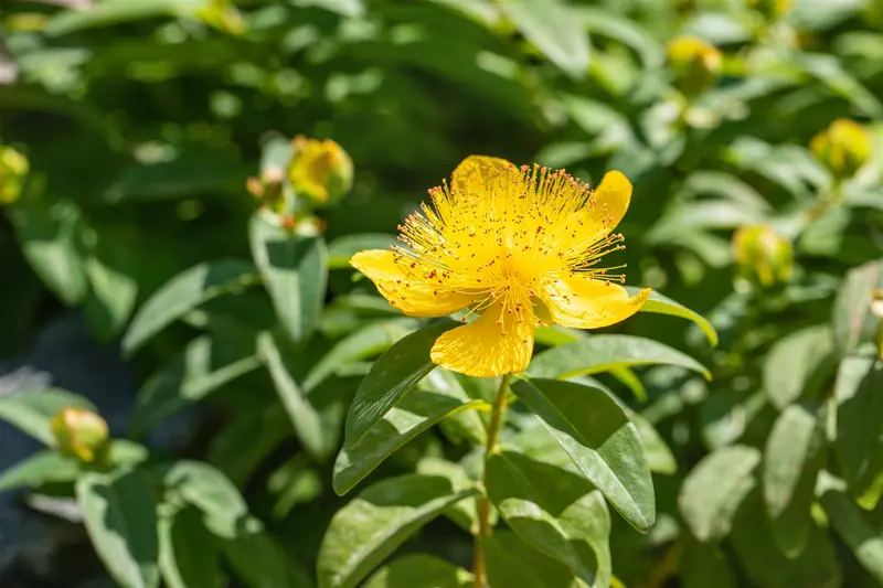 Hypericum calycinum C2 - afbeelding 1