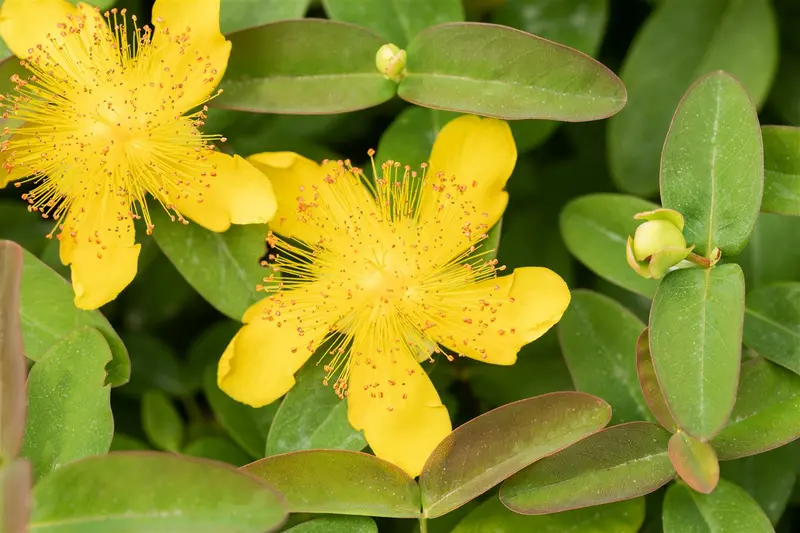 Hypericum calycinum C2 - afbeelding 2