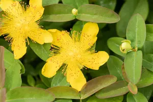 Hypericum calycinum C2 - afbeelding 2