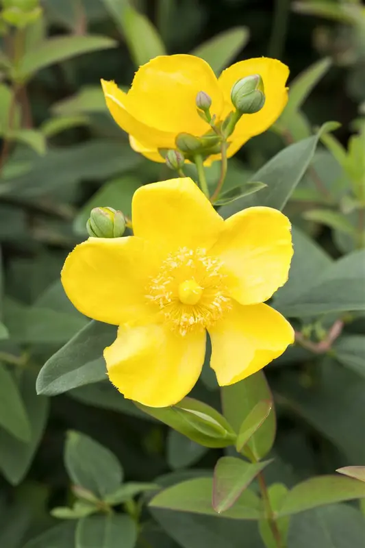 Hypericum hybr. 'Hidcote' 30- 40 C7,5 - afbeelding 3