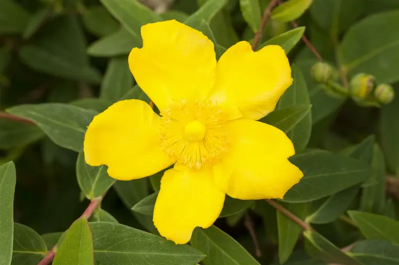 Hypericum hybr. 'Hidcote' 30- 40 C7,5 - afbeelding 1