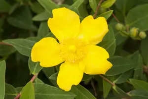 Hypericum hybr. 'Hidcote' 30- 40   C7,5 - afbeelding 1