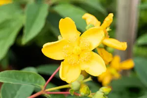 Hypericum hybr. 'Hidcote' 30- 40 C7,5 - afbeelding 5