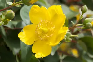Hypericum hybr. 'Hidcote' 60- 80   BW 4/5T - afbeelding 2