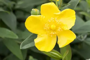 Hypericum hybr. 'Hidcote' 60- 80   BW 4/5T - afbeelding 4