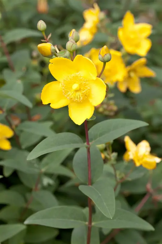 hypericum moserianum (30- 40cm)