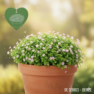 Hypsela reniformis P9