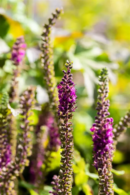 teucrium hyrcanicum P9 - afbeelding 5