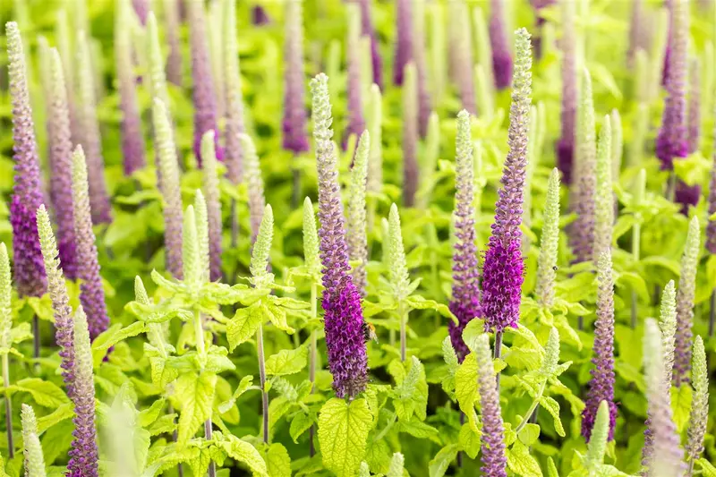 teucrium hyrcanicum P9 - afbeelding 3