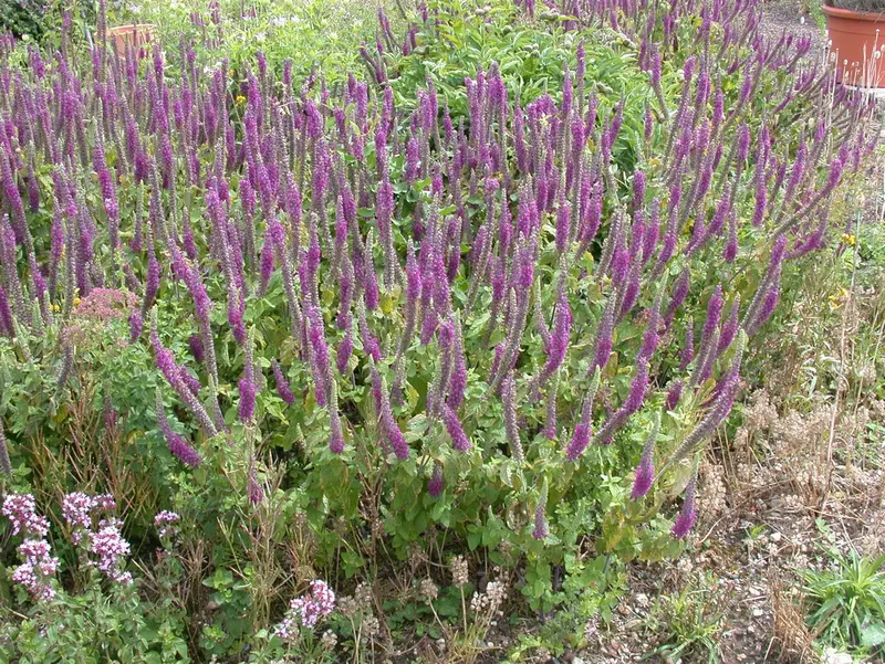 teucrium hyrcanicum P9 - afbeelding 1