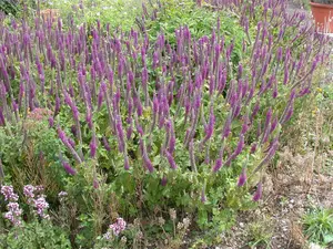 teucrium hyrcanicum P9 - afbeelding 5