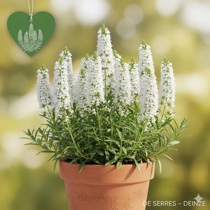 Hyssopus officinalis 'Albus' P9