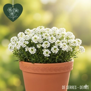 Iberis sempervirens 'Nevina' P9