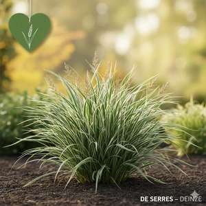 Carex morrowii ssp. foliosissima 'Icedance'