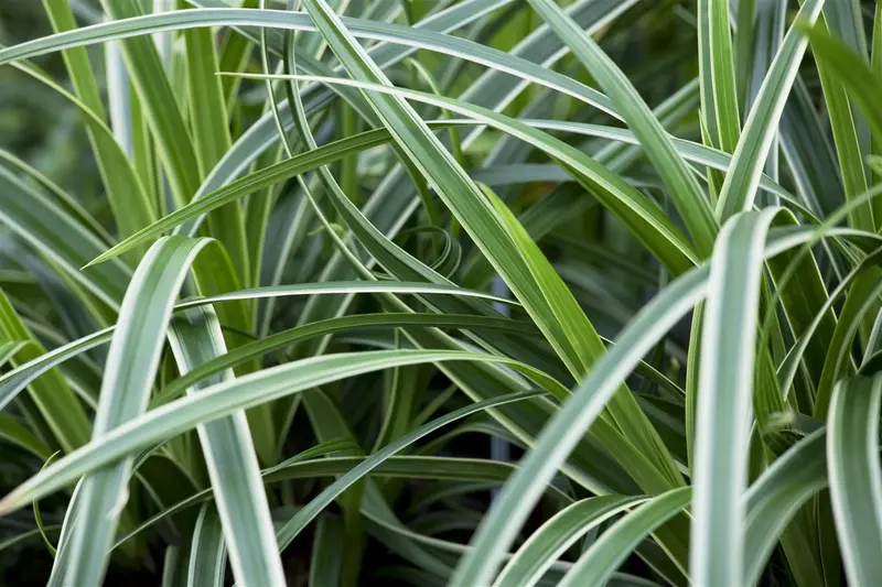 carex morr. 'ice dance' P9 - afbeelding 2