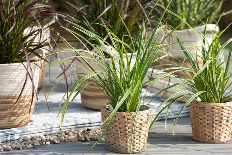 carex morr. 'ice dance' P9 - afbeelding 5