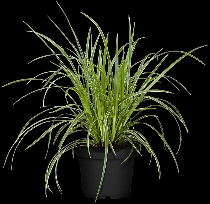 carex morr. 'ice dance' P9 - afbeelding 3