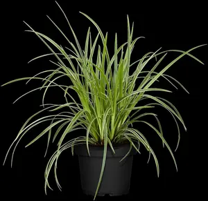 carex morr. 'ice dance' P9 - afbeelding 3